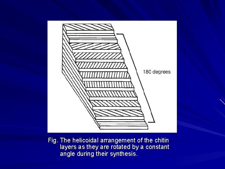 Fig. The helicoidal arrangement of the chitin layers as they are rotated by a Fig. The helicoidal arrangement of the chitin layers as they are rotated by a
