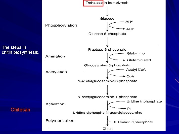 The steps in chitin biosynthesis. Chitosan The steps in chitin biosynthesis. Chitosan