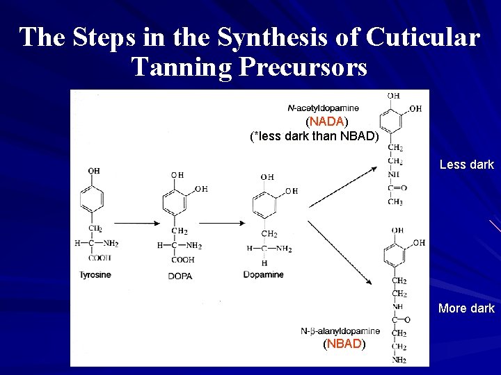 The Steps in the Synthesis of Cuticular Tanning Precursors (NADA) (*less dark than NBAD) The Steps in the Synthesis of Cuticular Tanning Precursors (NADA) (*less dark than NBAD)