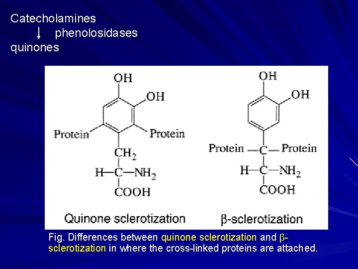 Catecholamines phenolosidases quinones Fig. Differences between quinone sclerotization and bsclerotization in where the cross-linked Catecholamines phenolosidases quinones Fig. Differences between quinone sclerotization and bsclerotization in where the cross-linked