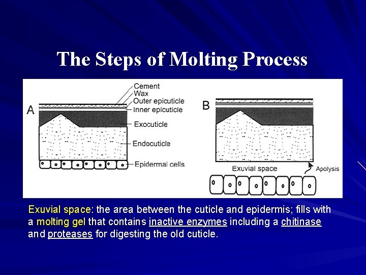 The Steps of Molting Process Exuvial space: the area between the cuticle and epidermis; The Steps of Molting Process Exuvial space: the area between the cuticle and epidermis;