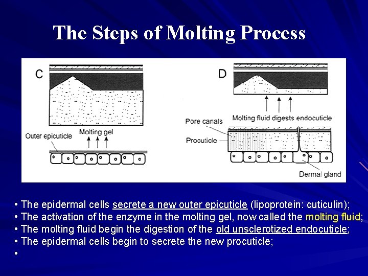 The Steps of Molting Process • The epidermal cells secrete a new outer epicuticle The Steps of Molting Process • The epidermal cells secrete a new outer epicuticle