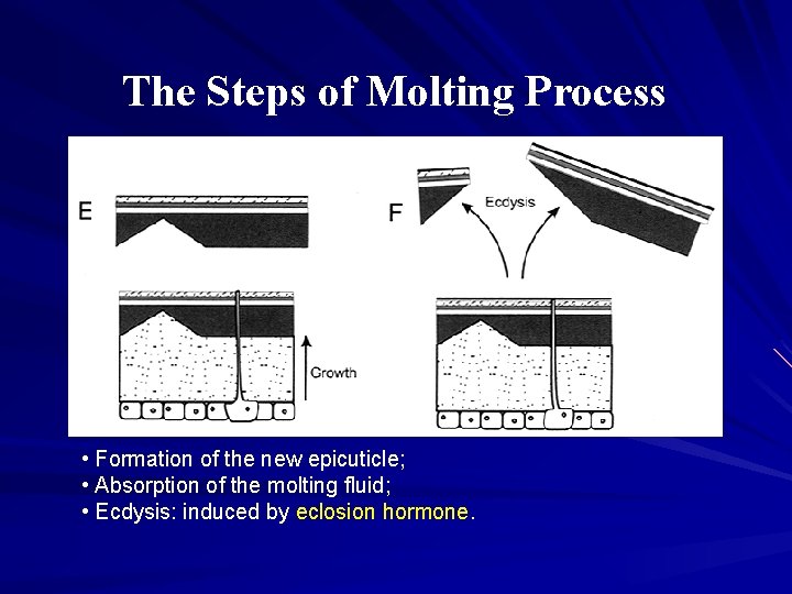 The Steps of Molting Process • Formation of the new epicuticle; • Absorption of The Steps of Molting Process • Formation of the new epicuticle; • Absorption of