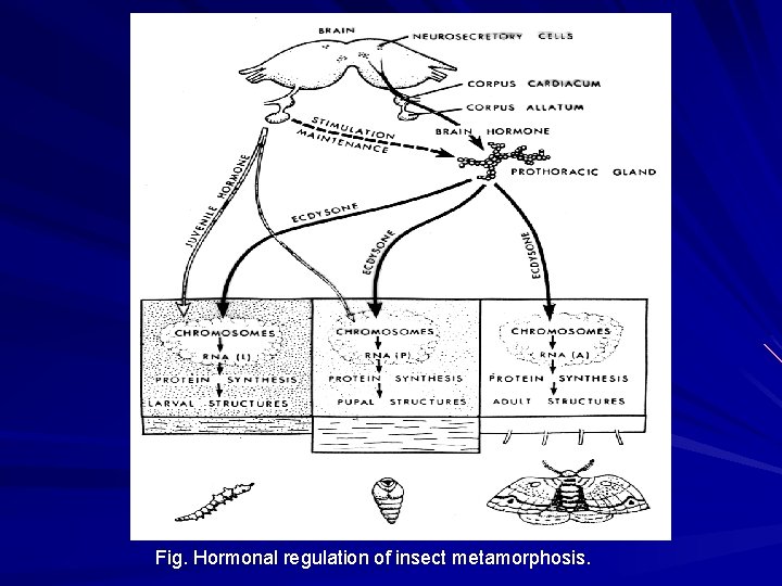 Fig. Hormonal regulation of insect metamorphosis. Fig. Hormonal regulation of insect metamorphosis.