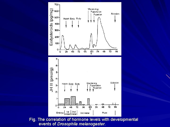 Fig. The correlation of hormone levels with developmental events of Drosophila melanogaster. Fig. The correlation of hormone levels with developmental events of Drosophila melanogaster.