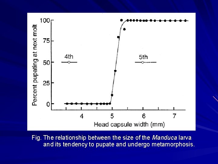 Fig. The relationship between the size of the Manduca larva and its tendency to Fig. The relationship between the size of the Manduca larva and its tendency to