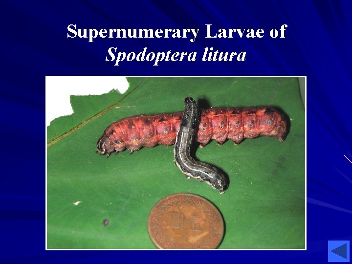 Supernumerary Larvae of Spodoptera litura Supernumerary Larvae of Spodoptera litura