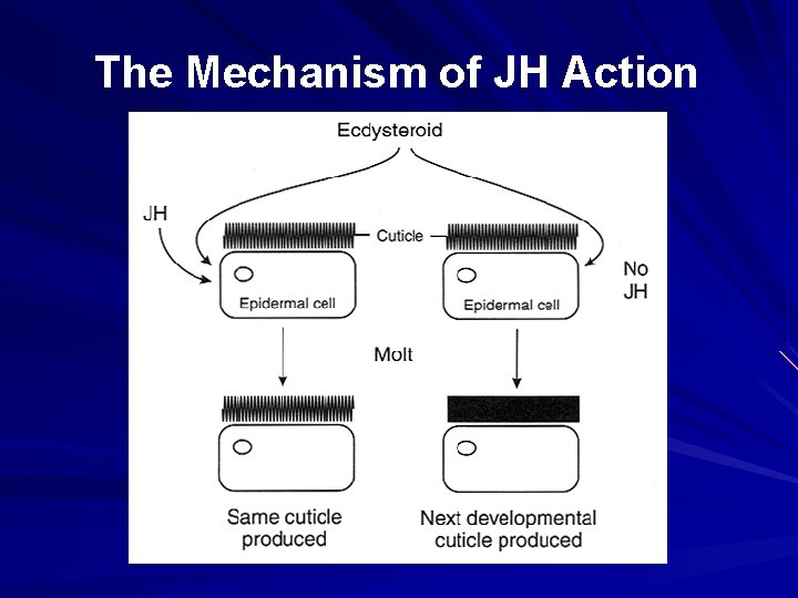 The Mechanism of JH Action The Mechanism of JH Action