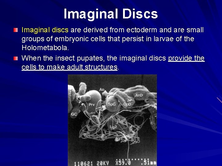 Imaginal Discs Imaginal discs are derived from ectoderm and are small groups of embryonic Imaginal Discs Imaginal discs are derived from ectoderm and are small groups of embryonic