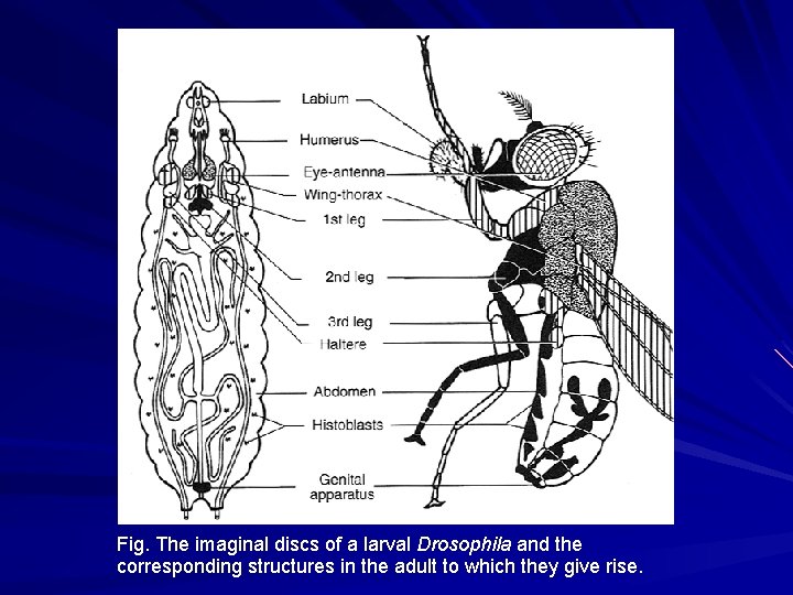 Fig. The imaginal discs of a larval Drosophila and the corresponding structures in the Fig. The imaginal discs of a larval Drosophila and the corresponding structures in the