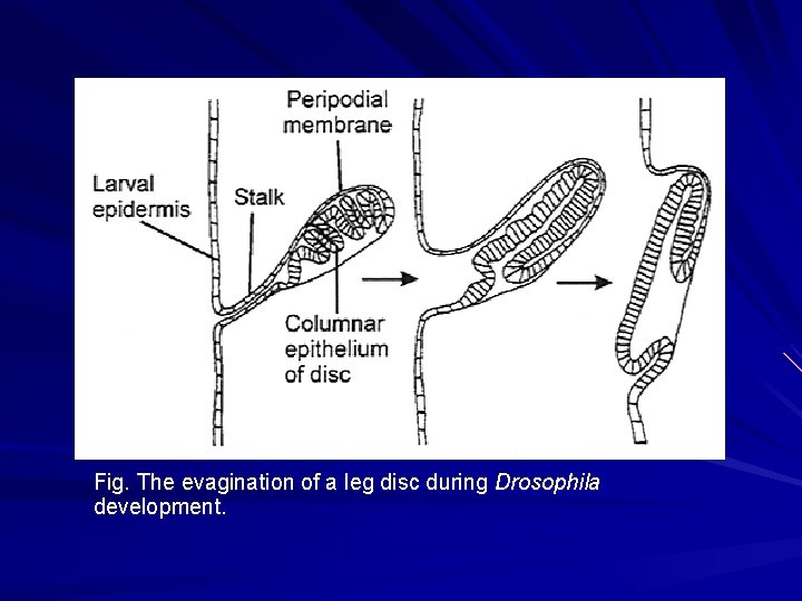 Fig. The evagination of a leg disc during Drosophila development. Fig. The evagination of a leg disc during Drosophila development.