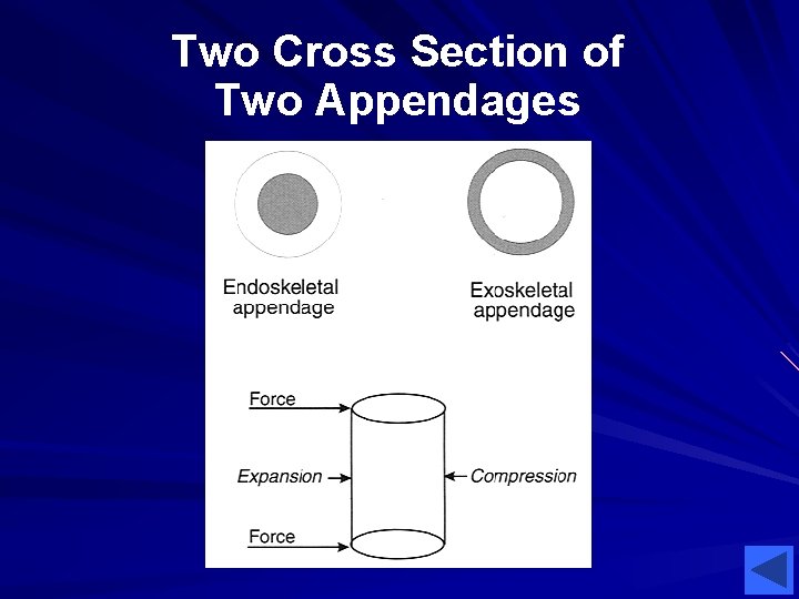 Two Cross Section of Two Appendages Two Cross Section of Two Appendages