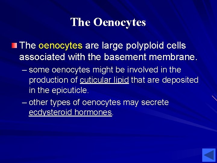 The Oenocytes The oenocytes are large polyploid cells associated with the basement membrane. – The Oenocytes The oenocytes are large polyploid cells associated with the basement membrane. –