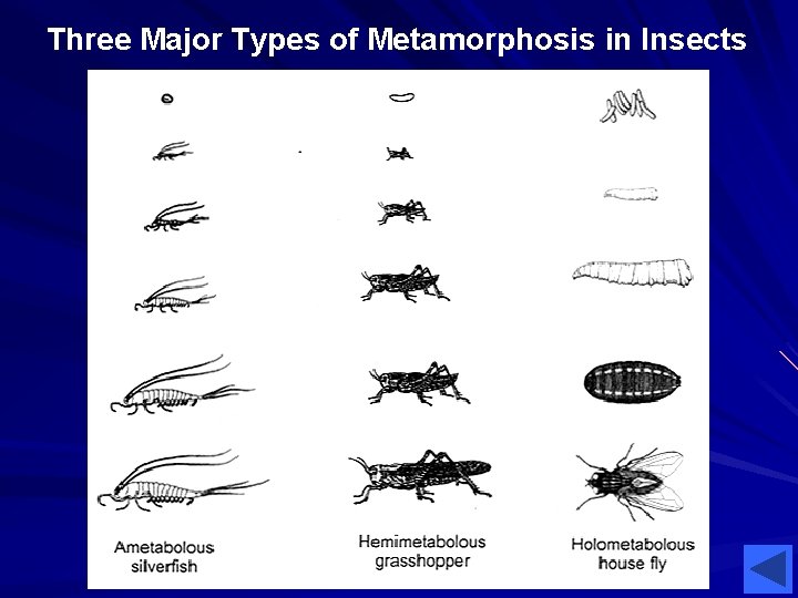 Three Major Types of Metamorphosis in Insects Three Major Types of Metamorphosis in Insects