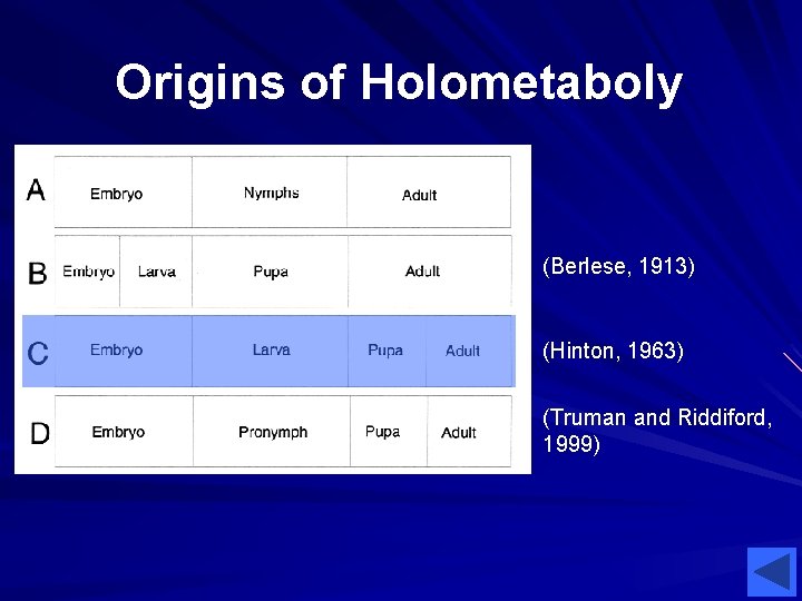 Origins of Holometaboly (Berlese, 1913) (Hinton, 1963) (Truman and Riddiford, 1999) Origins of Holometaboly (Berlese, 1913) (Hinton, 1963) (Truman and Riddiford, 1999)