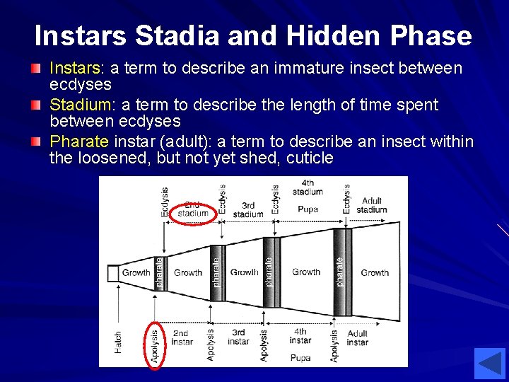 Instars Stadia and Hidden Phase Instars: a term to describe an immature insect between Instars Stadia and Hidden Phase Instars: a term to describe an immature insect between