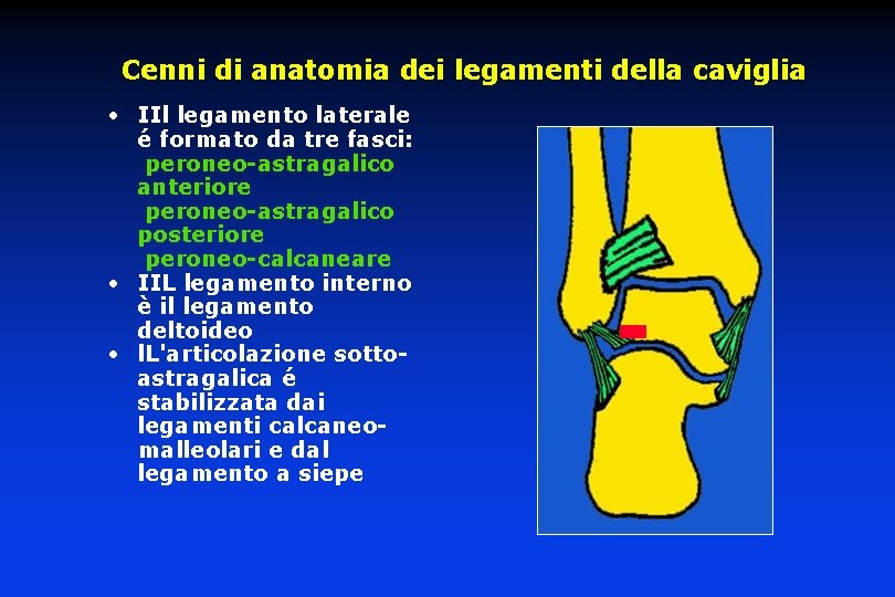 Cenni di anatomia dei legamenti della caviglia • IIl legamento laterale é formato da