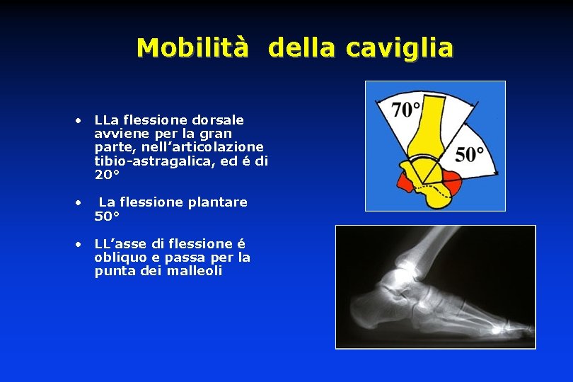 Mobilità della caviglia • LLa flessione dorsale avviene per la gran parte, nell’articolazione tibio-astragalica,