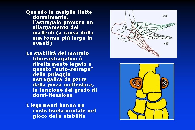 Quando la caviglia flette dorsalmente, l’astragalo provoca un allargamento dei malleoli (a causa della