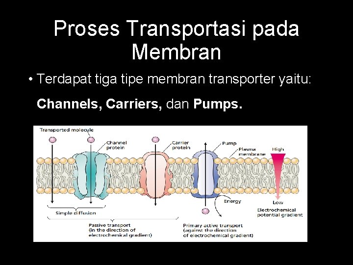 Proses Transportasi pada Membran • Terdapat tiga tipe membran transporter yaitu: Channels, Carriers, dan