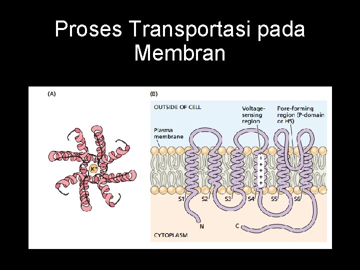 Proses Transportasi pada Membran 