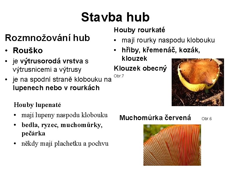 Stavba hub Rozmnožování hub • Rouško Houby rourkaté • mají rourky naspodu klobouku •