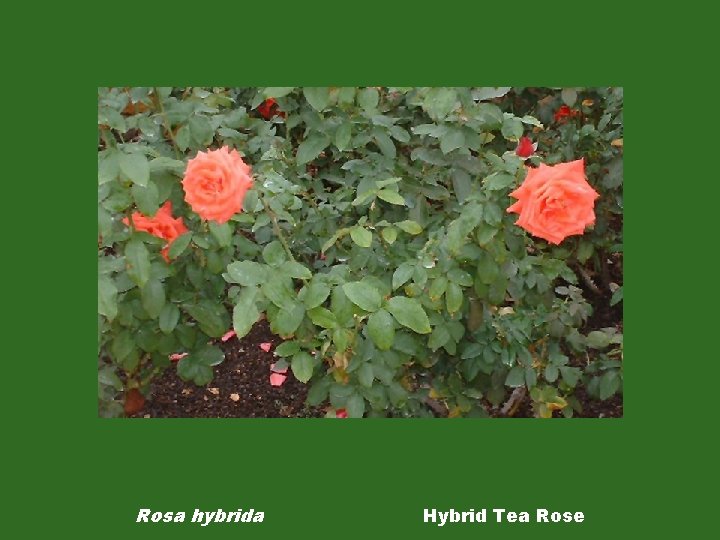 Rosa hybrida Hybrid Tea Rose 