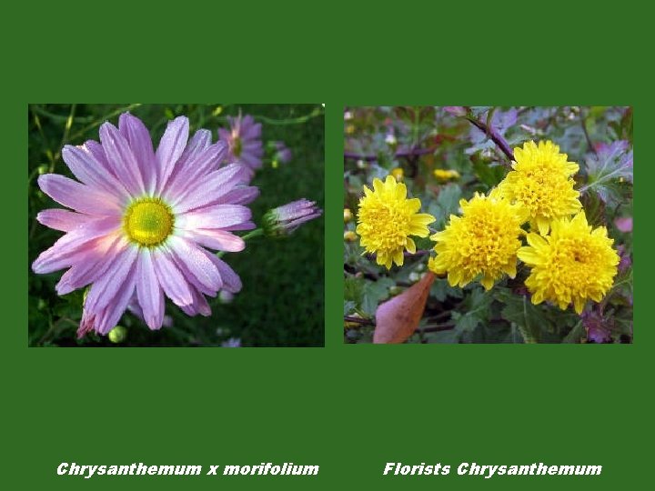 Chrysanthemum x morifolium Florists Chrysanthemum 