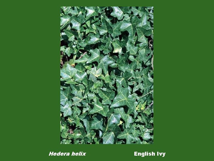 Hedera helix English Ivy 