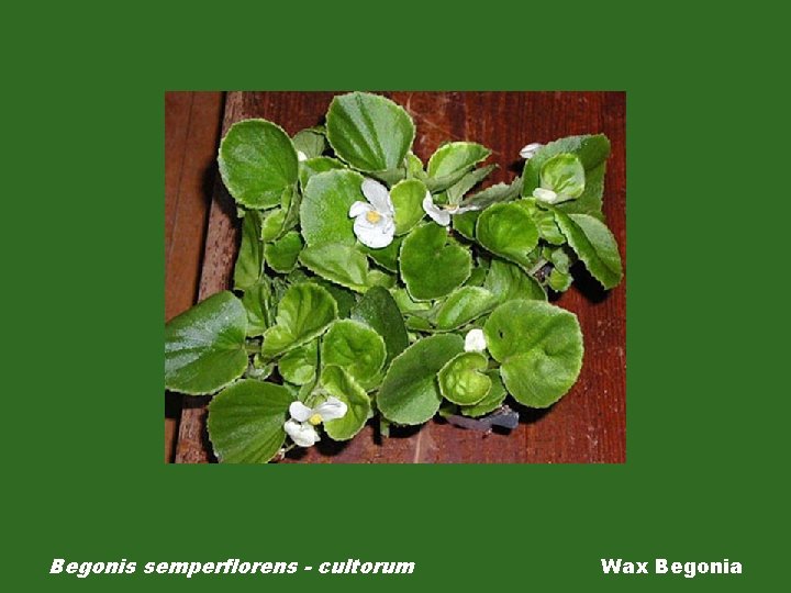 Begonis semperflorens - cultorum Wax Begonia 