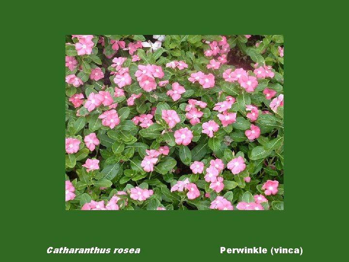 Catharanthus rosea Perwinkle (vinca) 