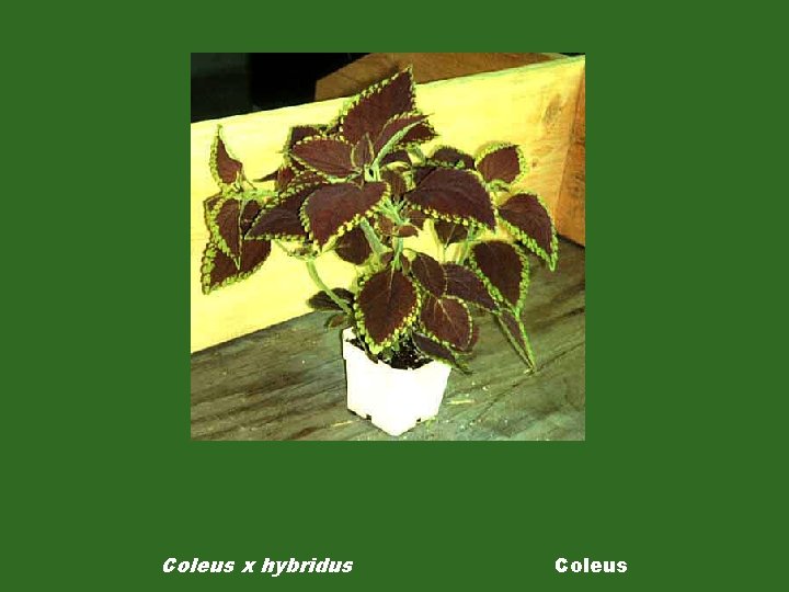 Coleus x hybridus Coleus 