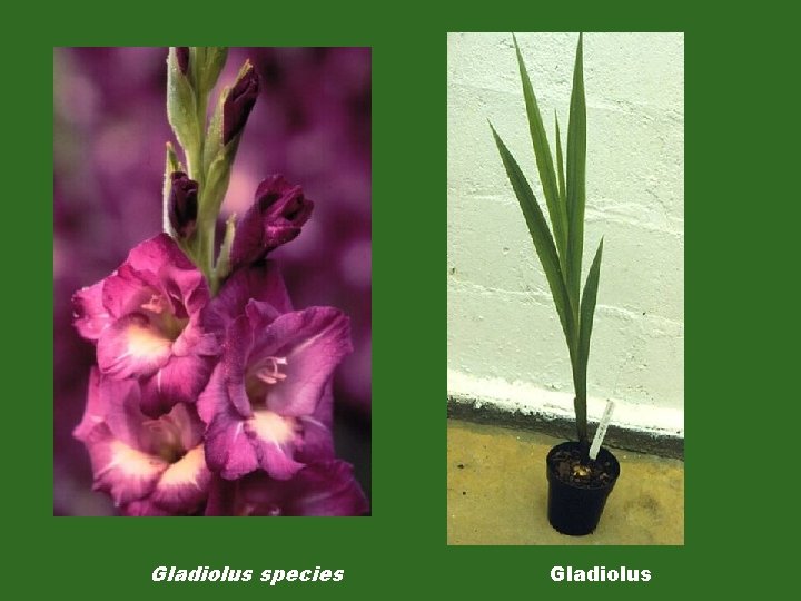 Gladiolus species Gladiolus 