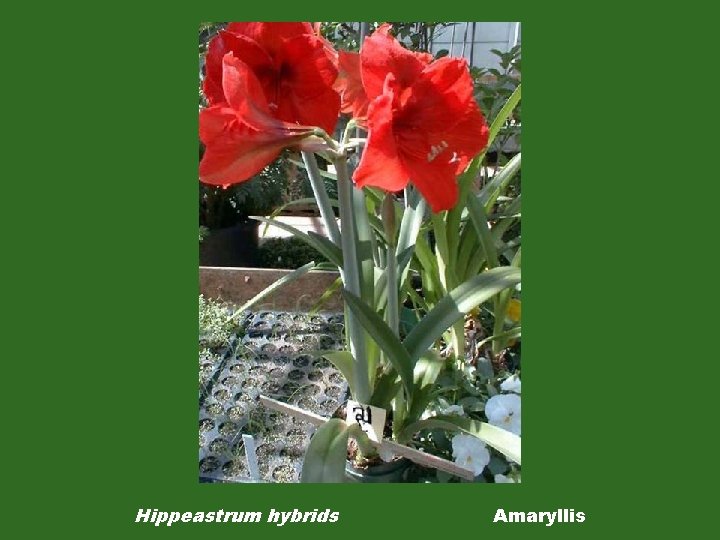 Hippeastrum hybrids Amaryllis 