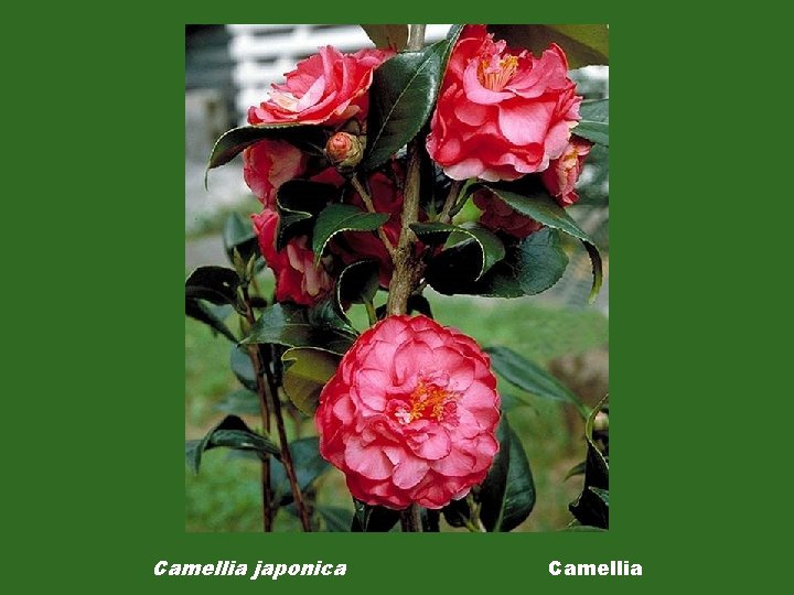 Camellia japonica Camellia 