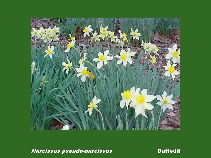 Narcissus pseudo-narcissus Daffodil 