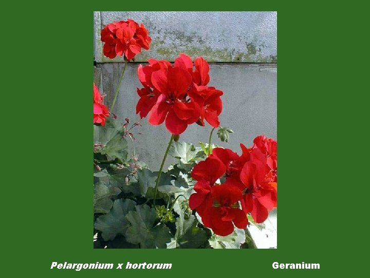 Pelargonium x hortorum Geranium 