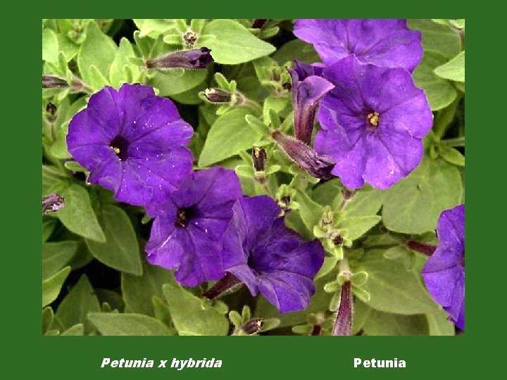 Petunia x hybrida Petunia 