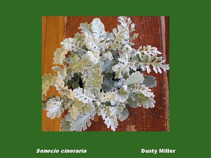 Senecio cineraria Dusty Miller 