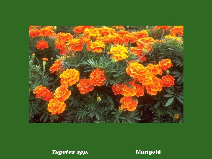 Tagetes spp. Marigold 