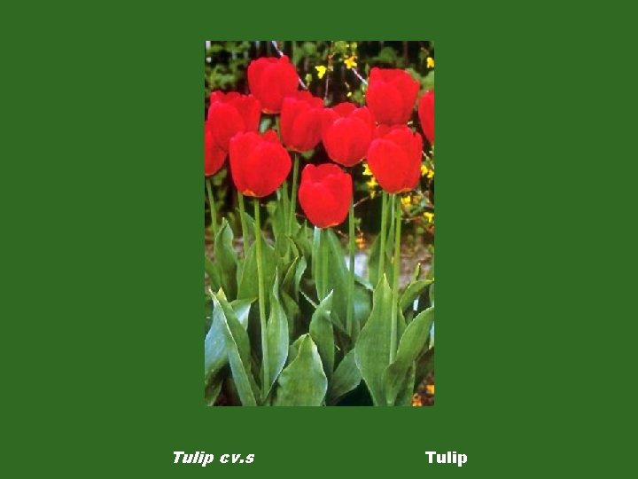 Tulip cv. s Tulip 