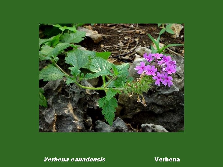 Verbena canadensis Verbena 
