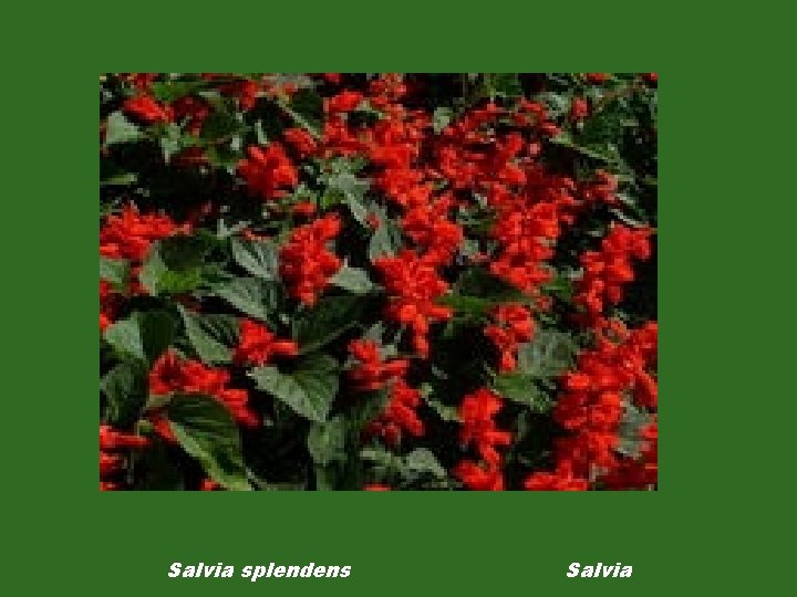 Salvia splendens Salvia 