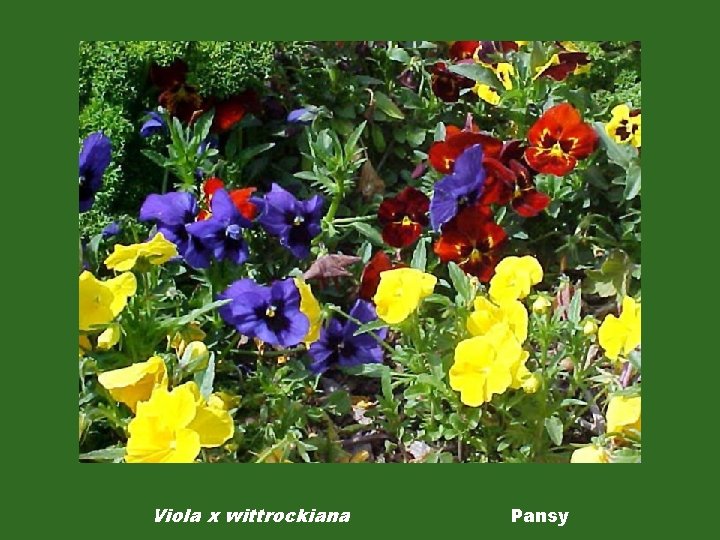 Viola x wittrockiana Pansy 