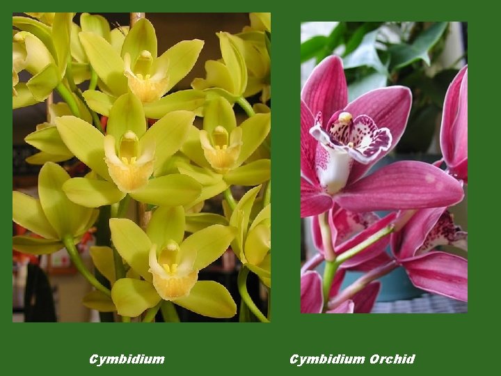 Cymbidium Orchid 