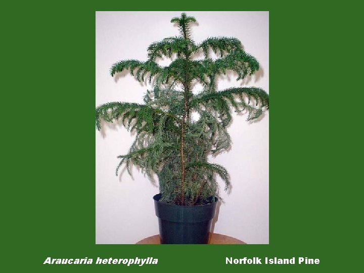 Araucaria heterophylla Norfolk Island Pine 