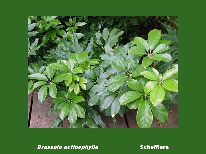 Brassaia actinophylla Schefflera 