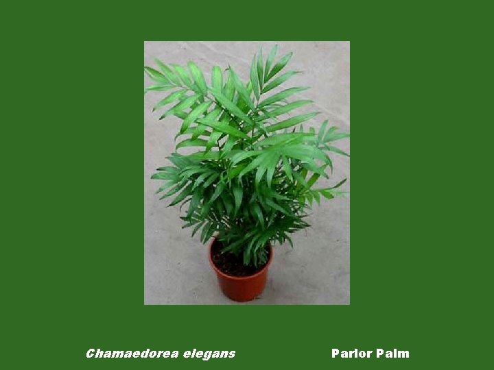 Chamaedorea elegans Parlor Palm 