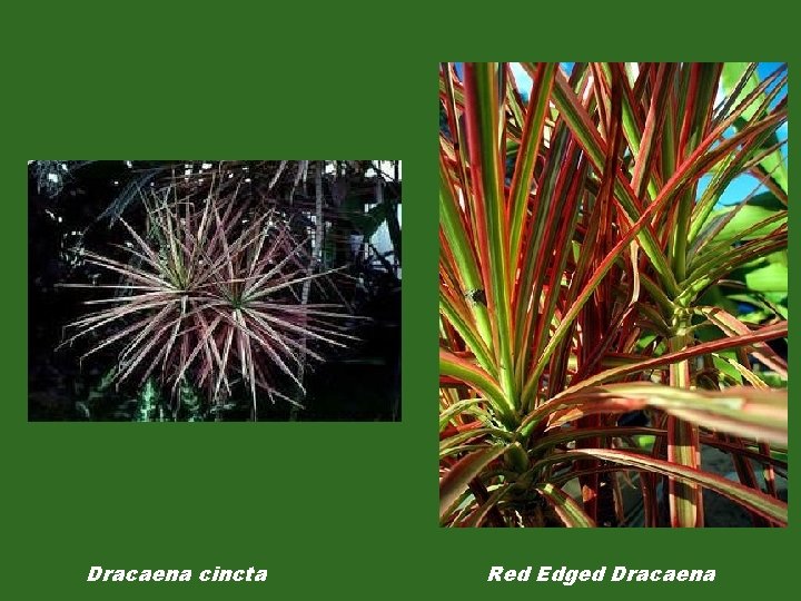 Dracaena cincta Red Edged Dracaena 