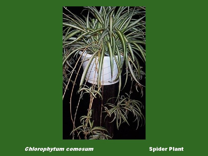 Chlorophytum comosum Spider Plant 